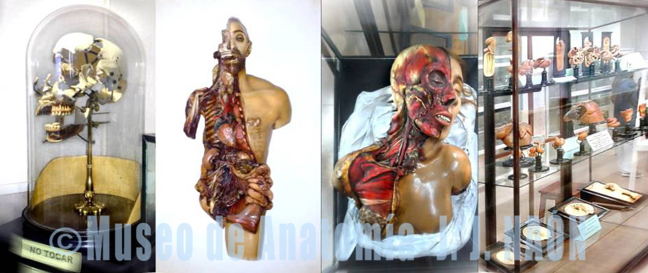 EL Esqueleto Humano  Museo Anatómico Ara