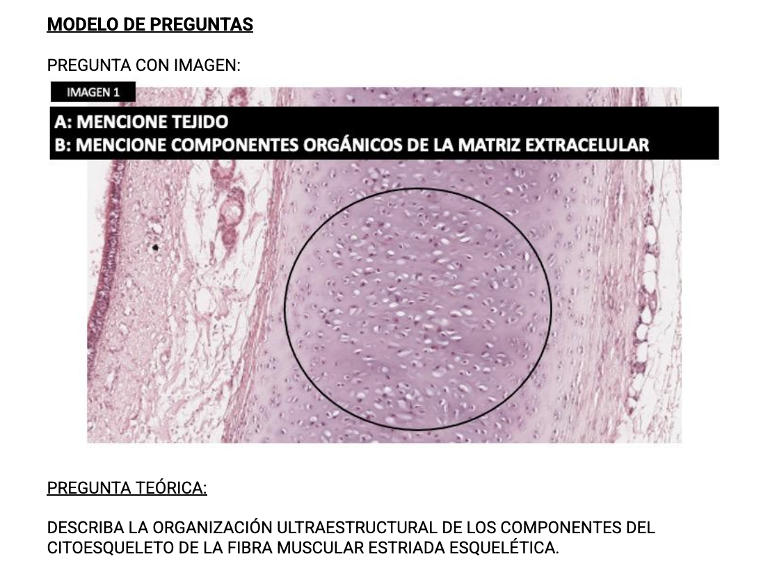 Modelo preguntas 1er Parcial 2026