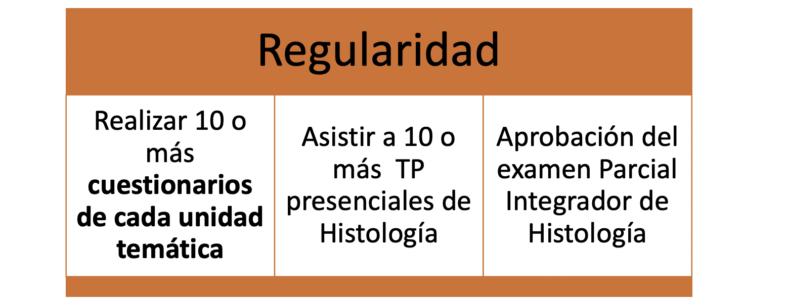 Regularidad UA Histología