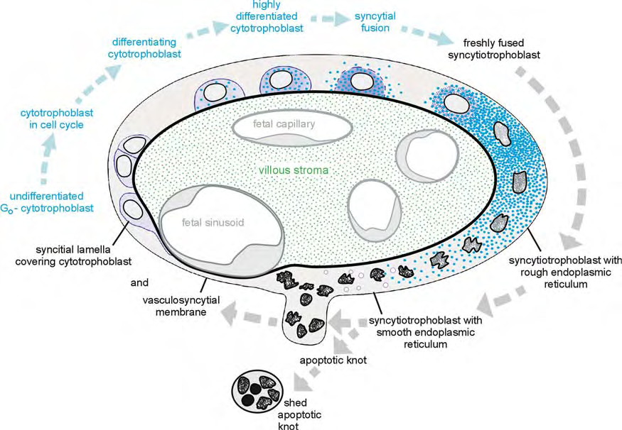 Evolucion del trofoblasto