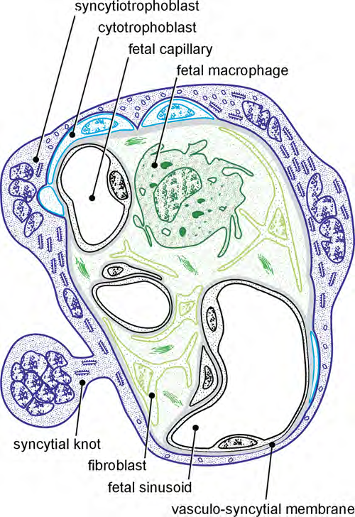 Membrana vasculosincicial