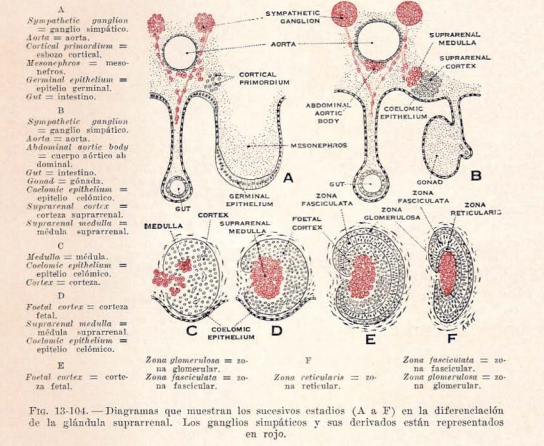 Histogenesis adrenal